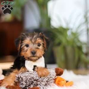Brianna, Yorkie Puppy